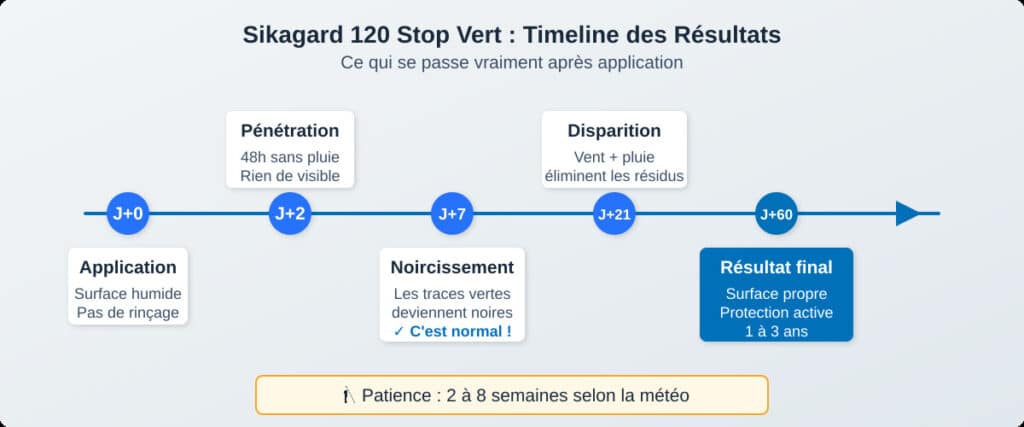 Infographie timeline Sikagard 120 Stop Vert : de J+0 (application) à J+60 (résultat final), en passant par le noircissement des traces vertes à J+7 — patience requise 2 à 8 semaines